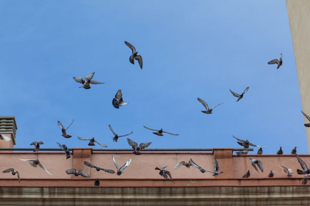 Pigeon Pest, Pest Control in Thamesmead, SE28. Call Now 020 8166 9746