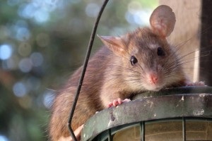 Rat Control, Pest Control in Thamesmead, SE28. Call Now 020 8166 9746