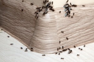 Ant Control, Pest Control in Thamesmead, SE28. Call Now 020 8166 9746