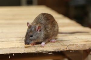 Rodent Control, Pest Control in Thamesmead, SE28. Call Now 020 8166 9746