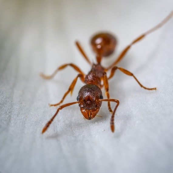 Field Ants, Pest Control in Thamesmead, SE28. Call Now! 020 8166 9746