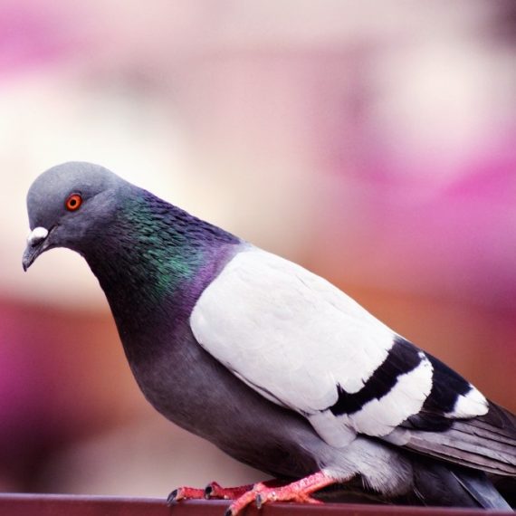 Birds, Pest Control in Thamesmead, SE28. Call Now! 020 8166 9746