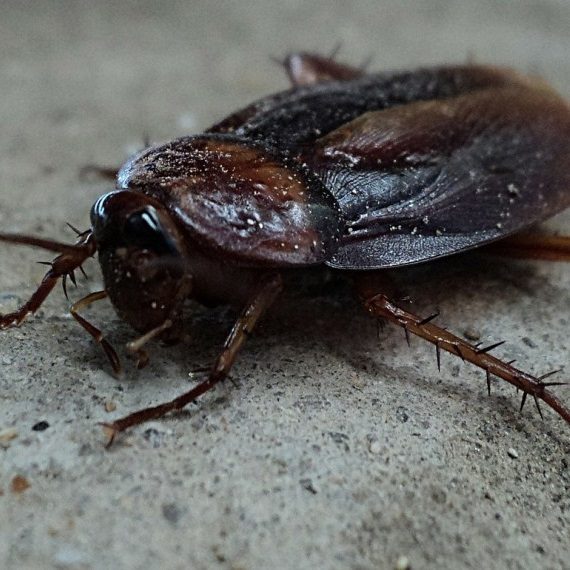 Cockroaches, Pest Control in Thamesmead, SE28. Call Now! 020 8166 9746