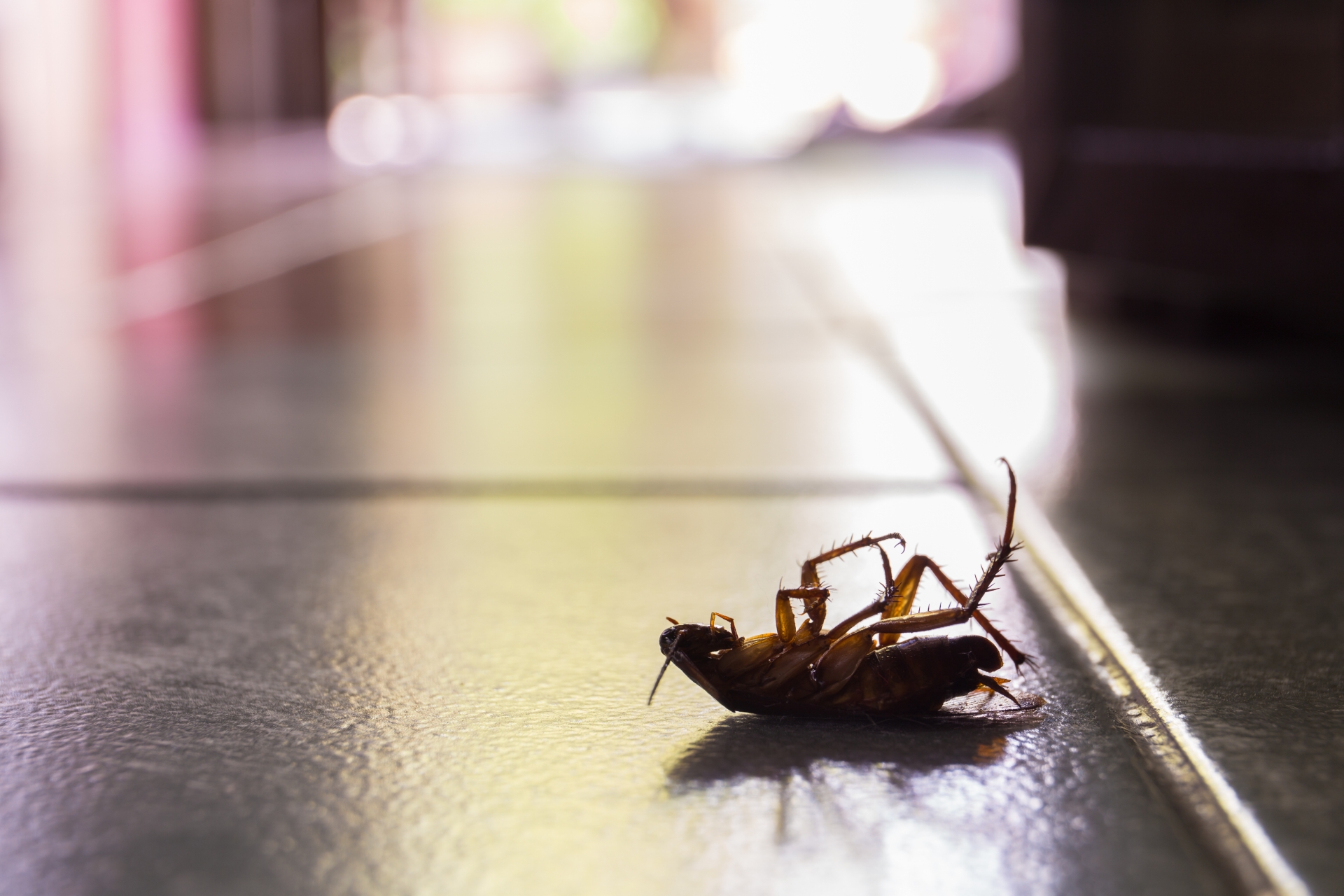 Cockroach Control, Pest Control in Thamesmead, SE28. Call Now 020 8166 9746