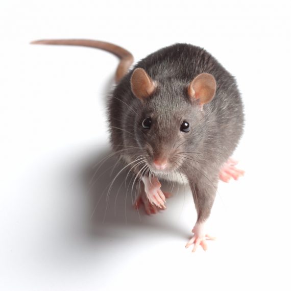 Rats, Pest Control in Thamesmead, SE28. Call Now! 020 8166 9746