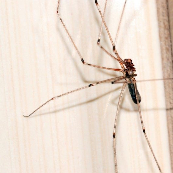 Spiders, Pest Control in Thamesmead, SE28. Call Now! 020 8166 9746