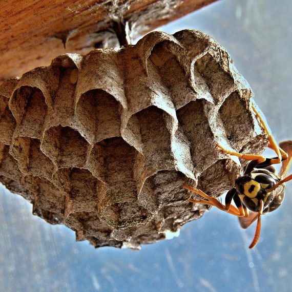 Wasps Nest, Pest Control in Thamesmead, SE28. Call Now! 020 8166 9746
